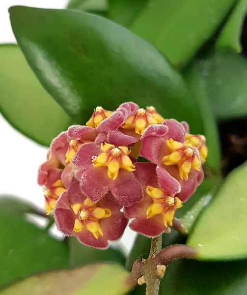 Hoya bilobata - kleinblütige Porzellanblume