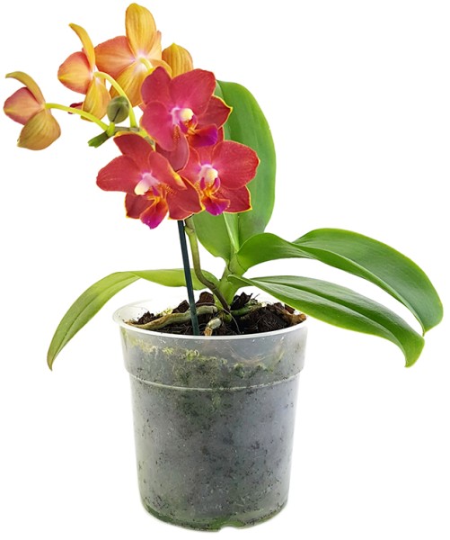 Phalaenopsis Sogo Fusion - bezaubernde Duftorchidee