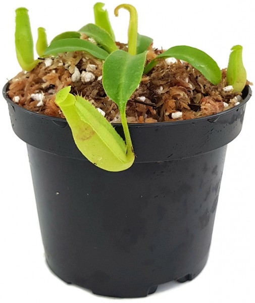 Nepenthes maxima 'Wavy Leaf' BE-3786