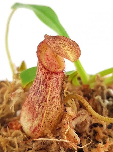 Nepenthes burkei x robcantleyi BE-3752