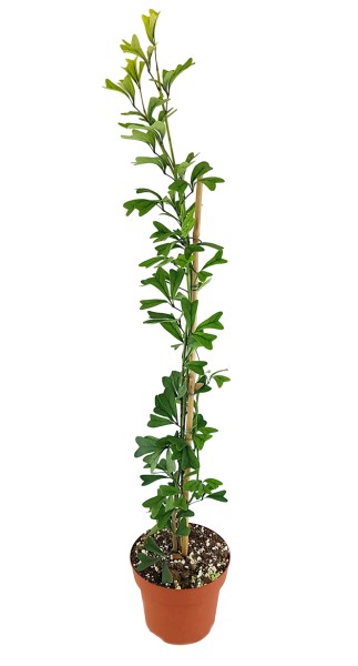 Schefflera 'Heart Leaf' - große Zimmerpflanze