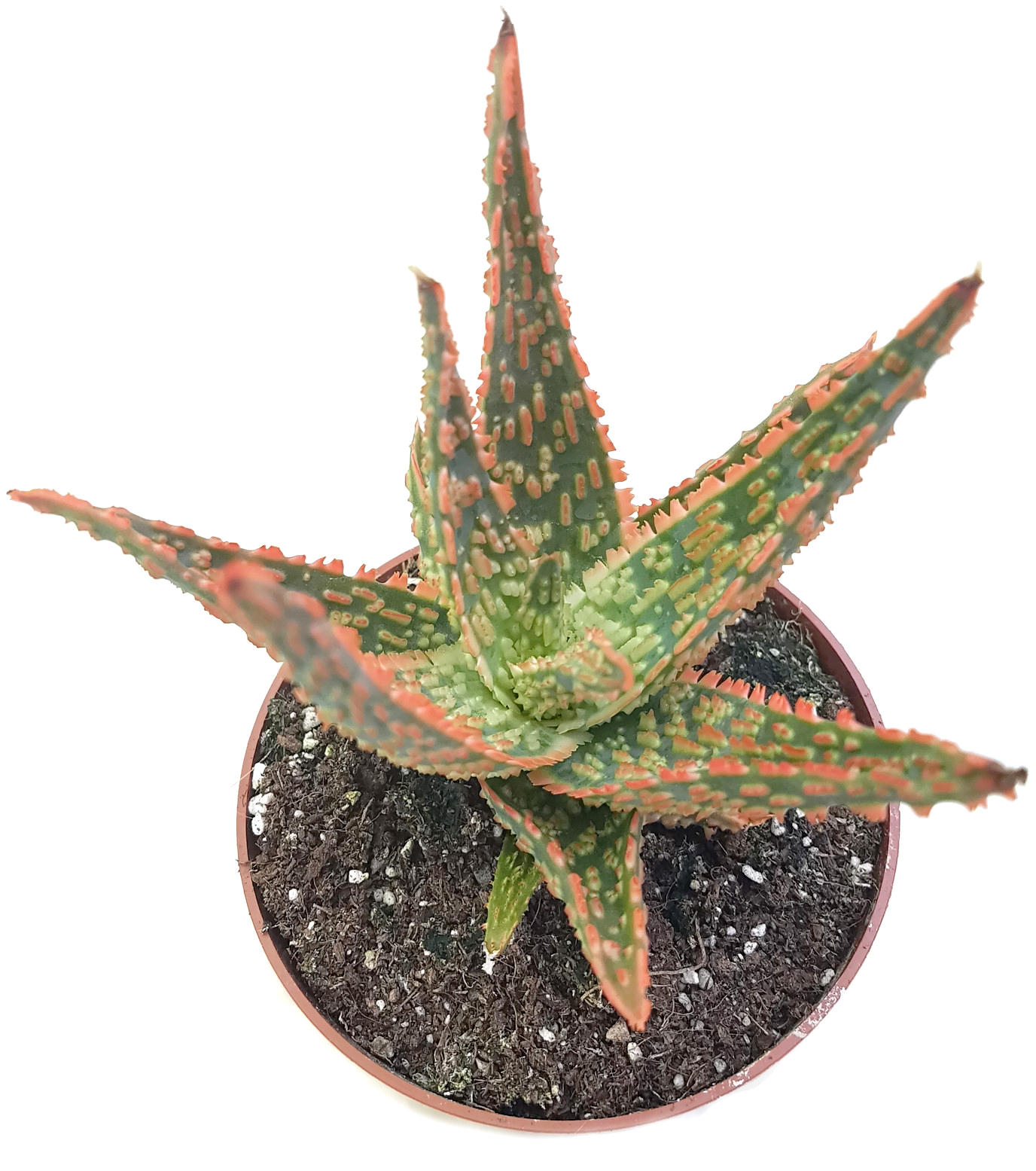 Zimmerpflanze für das sonnige Fensterbrett Fangblatt Miniaturart dieser Dickblattgewächse neue Hybride pflegeleichte Sukkulente Aloe Carola 