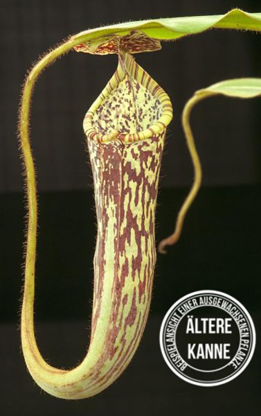 Nepenthes stenophylla BE-3905