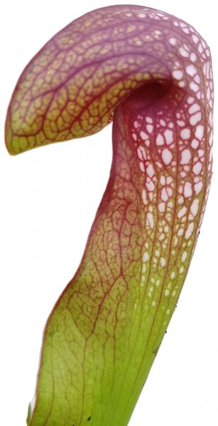 Sarracenia minor (Okee giant) x psittacina