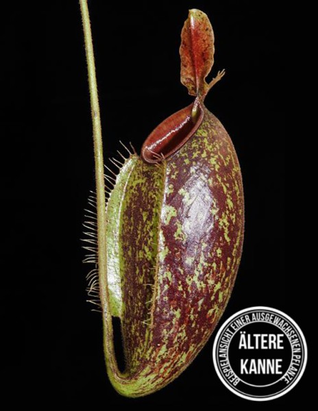 Nepenthes ampullaria x aristolochioides BE-3658