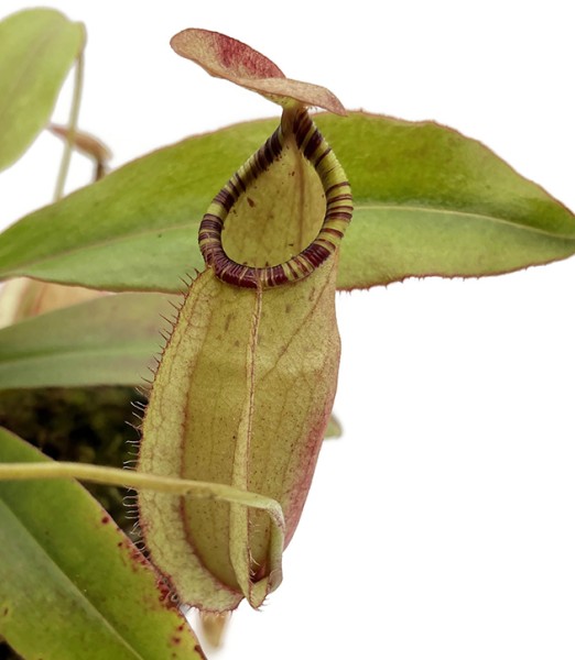 Nepenthes spectabilis x mirabilis var. globosa BE-4523