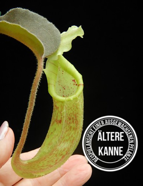 Nepenthes maxima BE-4081