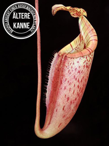 Nepenthes burbidgeae x mira BE-3999