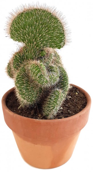 Stenocereus hollianus 'Cristata' - schwungvoller Kaktus