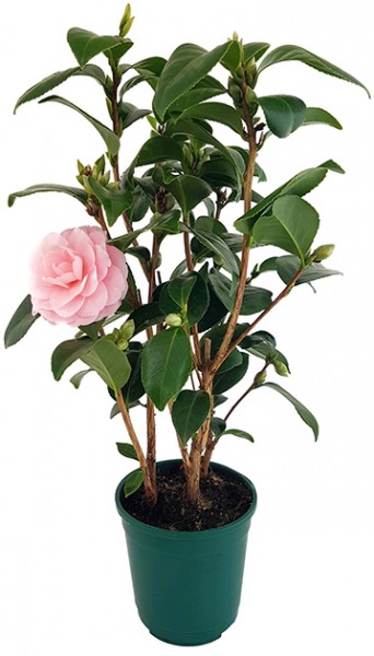 Camellia 'Uso Otome' - gefüllte Kamelie