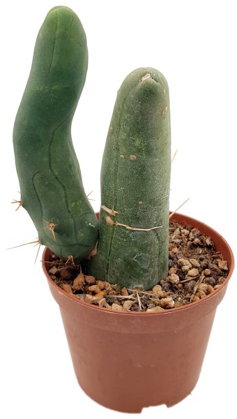 Trichocereus bridgesii f. monstruosa - Penis Kaktus