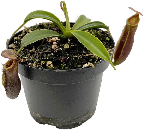 Nepenthes singalana x lowii BE-4080
