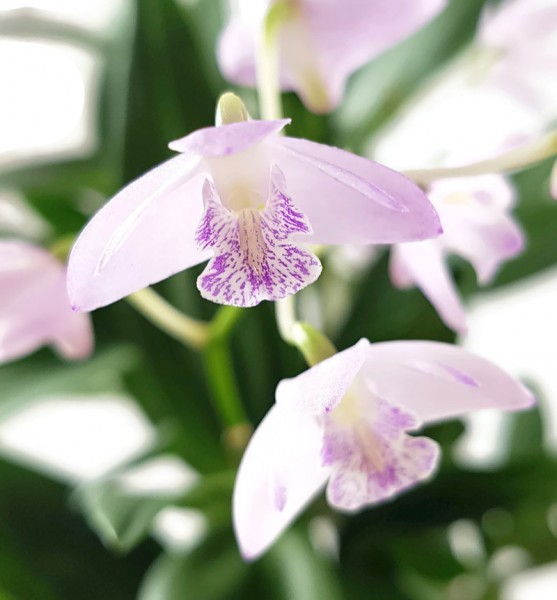 Dendrobium kingianum - Orchidee