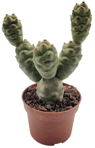 Tephrocactus articulatus - Kaktus