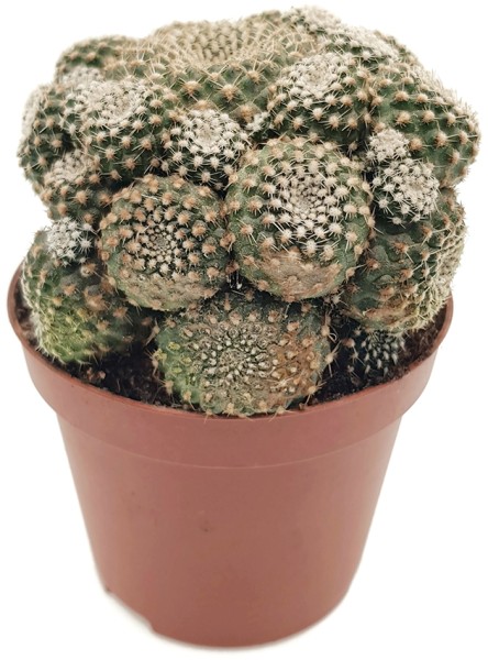Sulcorebutia heliosoides - Kaktus