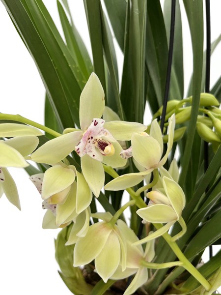 Cymbidium Cascade 'Usko' - Orchidee