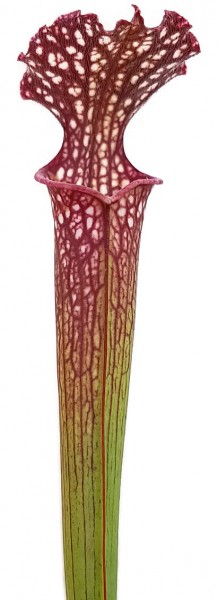 Sarracenia X Readii (Leucophylla X Rubra)