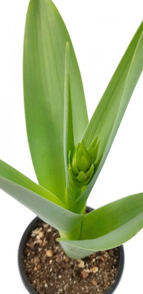 Galtonia viridiflora - grünblühende Kaphyazinthe