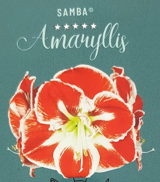 Hippeastrum Samba - Ritterstern mit rot-weißer Blüte