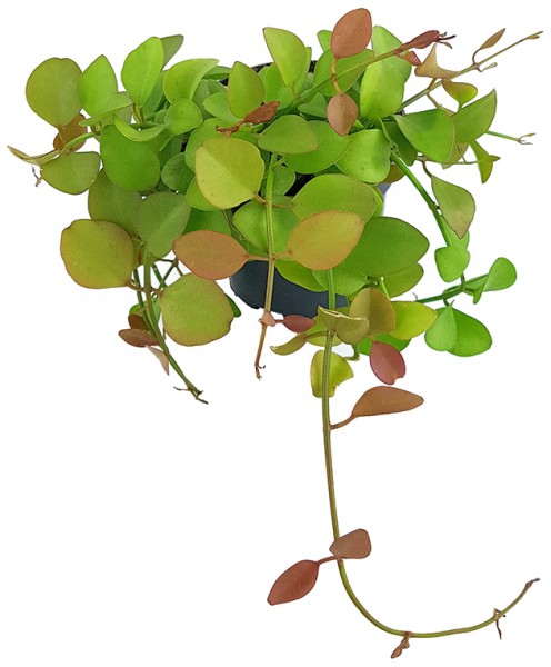Dischidia imbricata - kletternde Urnenpflanze