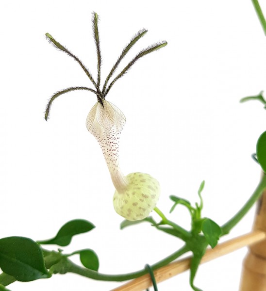 Ceropegia simoneae - außergewöhnliche Leuchterblume