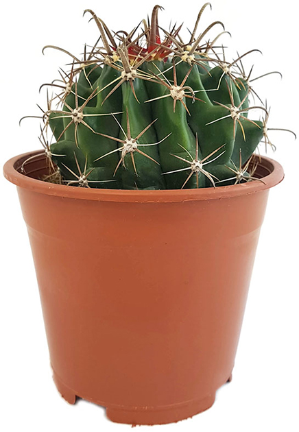 80 Stück kaktus pflanze deko cactus kakteen samen fleischfressende