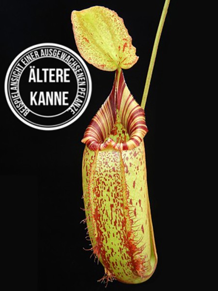 Nepenthes robcantleyi x (aristolochioides x spectabilis) BE-3966