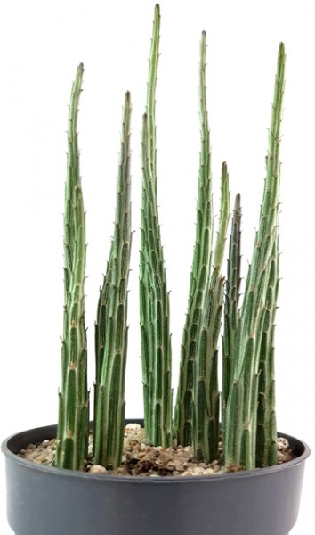 Kleinia (Senecio) stapeliiformis - Zuckerstangenpflanze