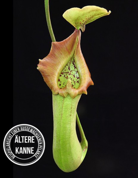 Nepenthes truncata BE-3203