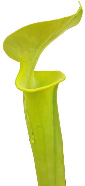Sarracenia Flava 'Green Form' Fangblatt Züchtung