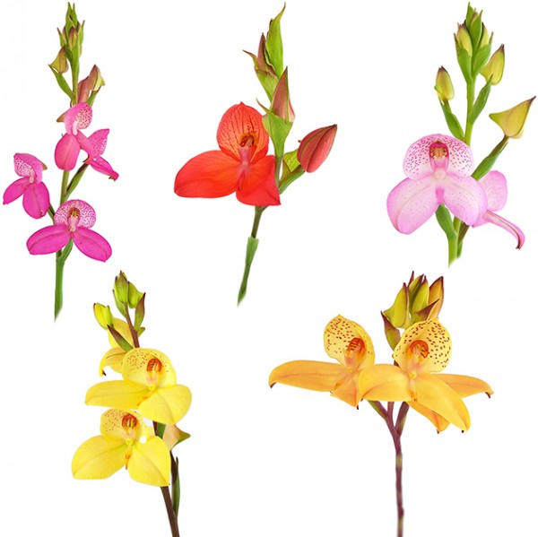 Disa uniflora Hybride - 3er Set der Erdorchidee - Happy Colour
