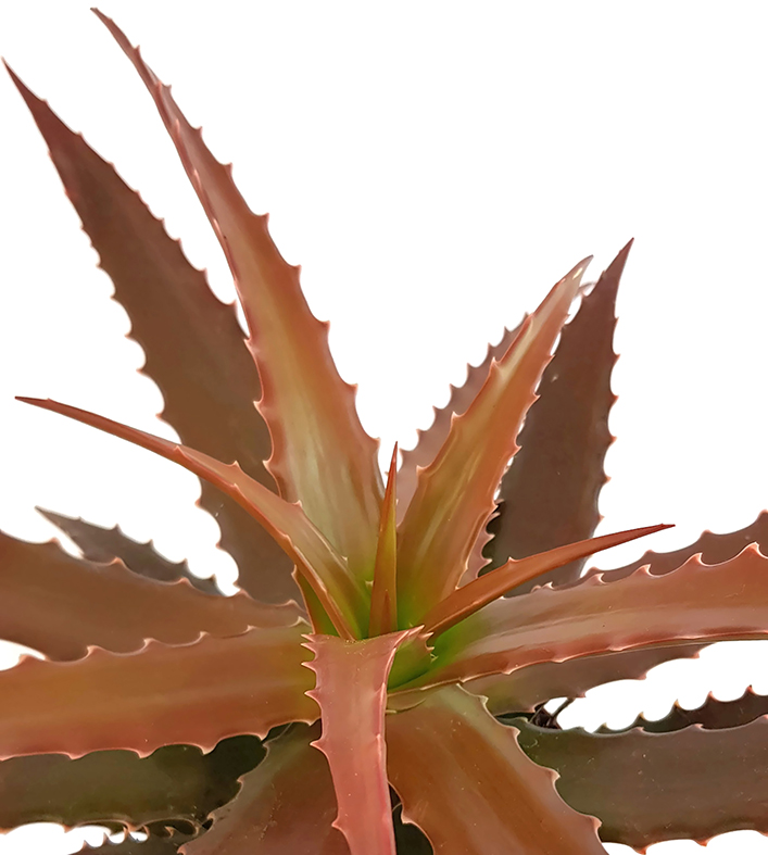 20 Aloe cameronii RED FORM Samen Samen no bunt gemischt agave Kaktus 