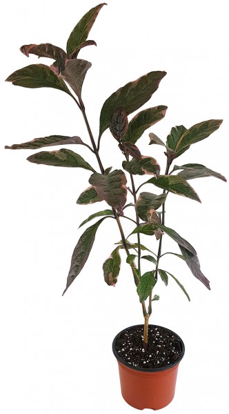 Pseuderanthemum atropurpureum - Zimmerstrauch
