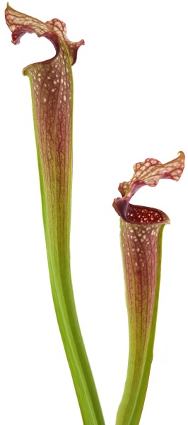 S. xAreolata (leucohylla Tall alata X alata Black Tube DeSoto) X (xMoorei Leah Wilkerson) - sg