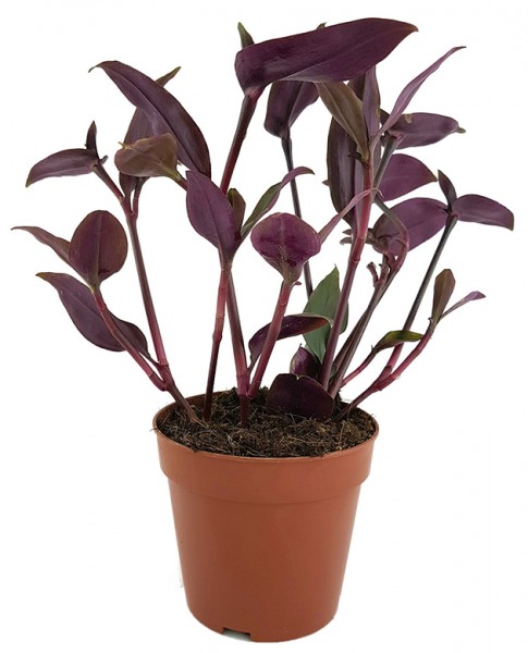 Tradescantia spathacea 'Roxxo' - purpurblättrige Dreimasterblume