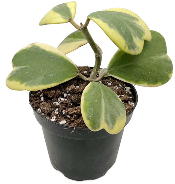 Hoya kerrii variegata - panaschierte Herzblattpflanze