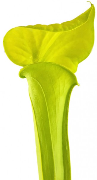 Sarracenia Flava var. Maxima 'Tall Form'; "All Green"