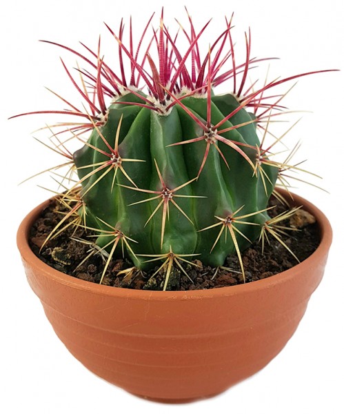 Ferocactus stainesii - eindrucksvoller Kaktus