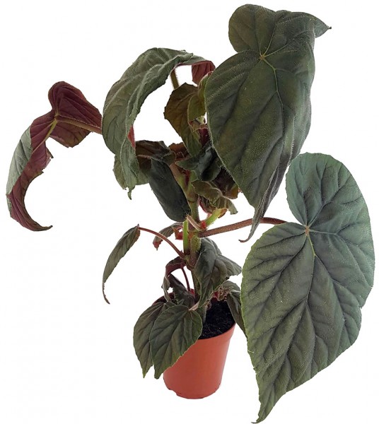 Begonia 'Oldemore' - ausladendes Schiefblatt