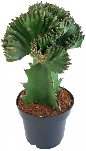 Euphorbia lactea cristata - Sukkulente