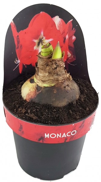 Hippeastrum Monaco - Ritterstern mit roter Blüte