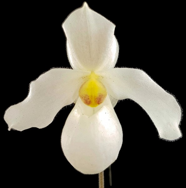 Fangblatt PaphiopedilumArmeni White Orchidee für das helle/halb schattige Fenster Frauenschuhorchidee mit rießigen weißen Blüten Zimmerpflanze der Extraklasse 
