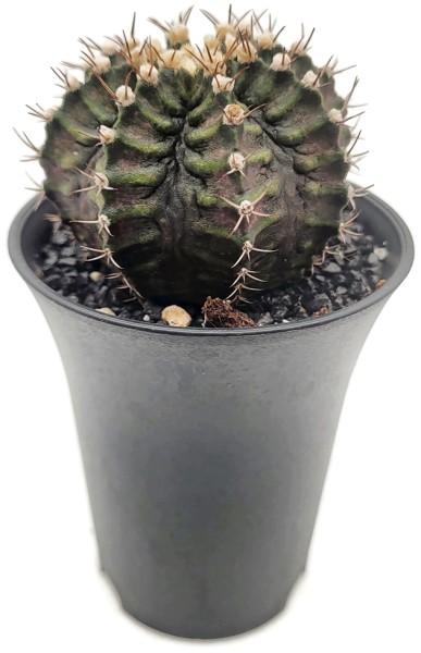 Gymnocalycium 'T-Rex' Hybrid - Kaktus
