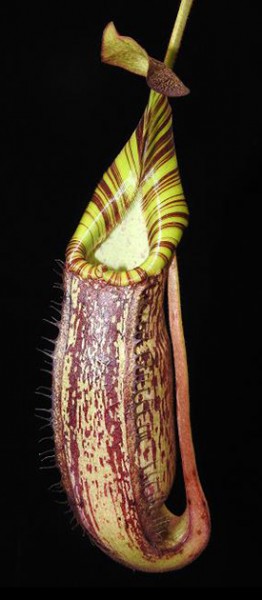 Nepenthes spectabilis x veitchii BE-3664
