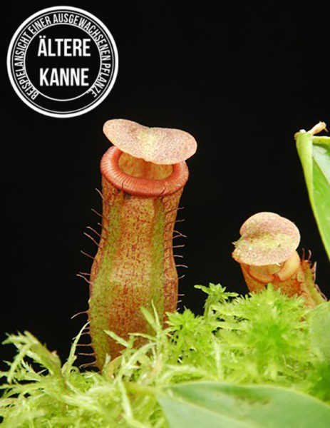 Nepenthes mira x tenuis BE-4070