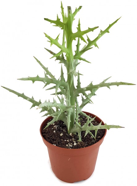Euphorbia Stenoclada - Sukkulente