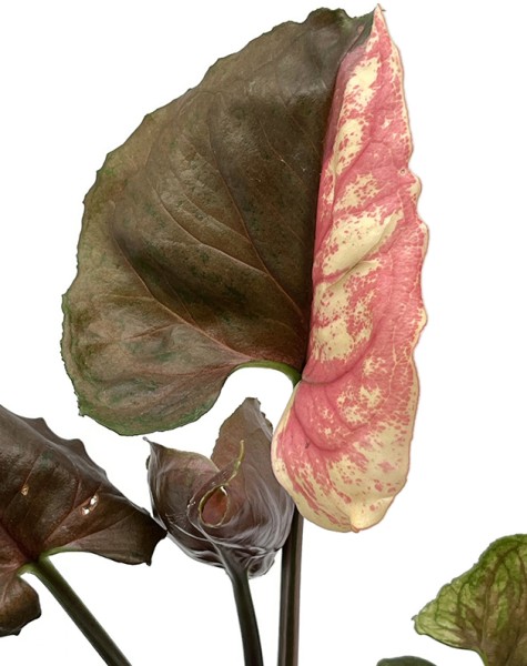 Syngonium podophyllum "Strawberry Ice" - Eiscremefarbene Purpurtute
