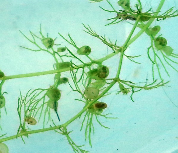 Utricularia Australis - verkannte Wasserschlauch
