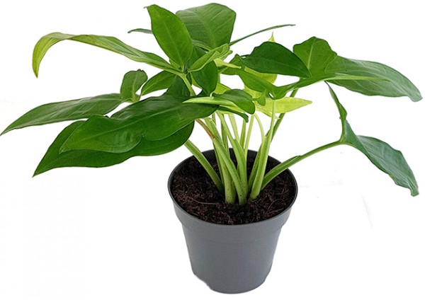 Syngonium 'Trileaf Wonder' - Rankpflanze