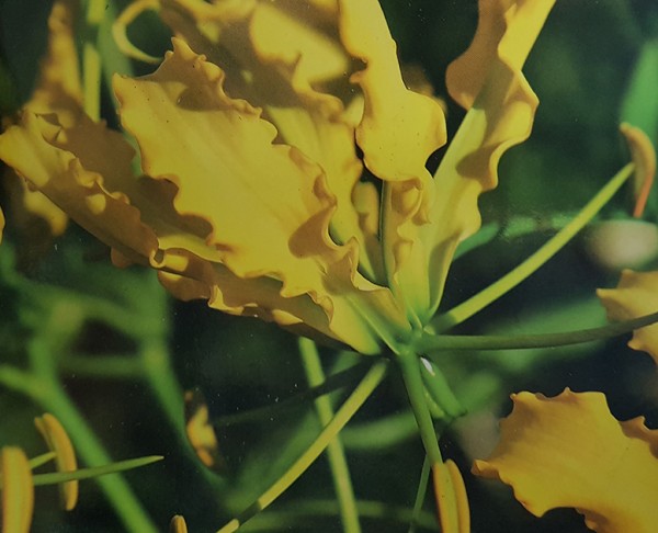Gloriosa lutea - gelbe Ruhmeskrone